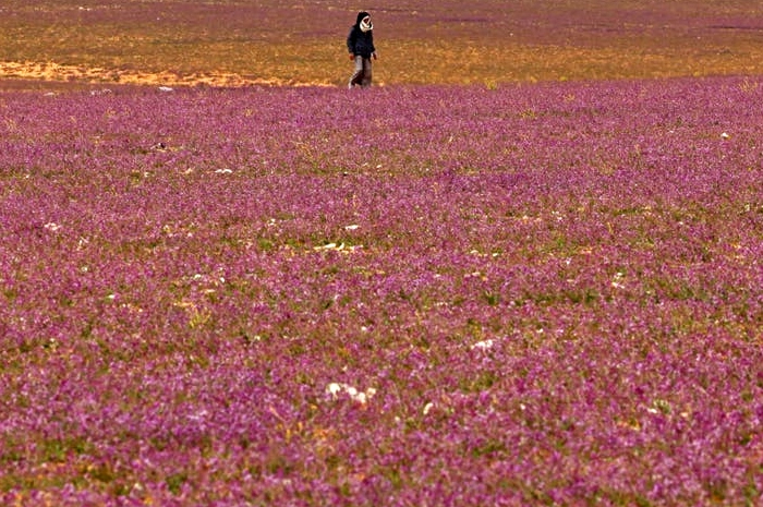 Lavender Liar Arab Saudi 1.jpg