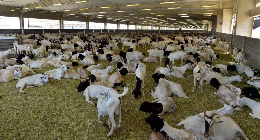 sacrificial-animals.jpg